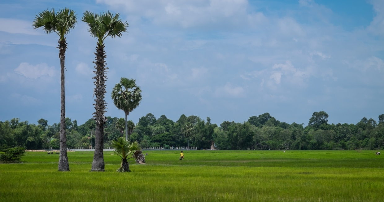 ricefield_resize_crop