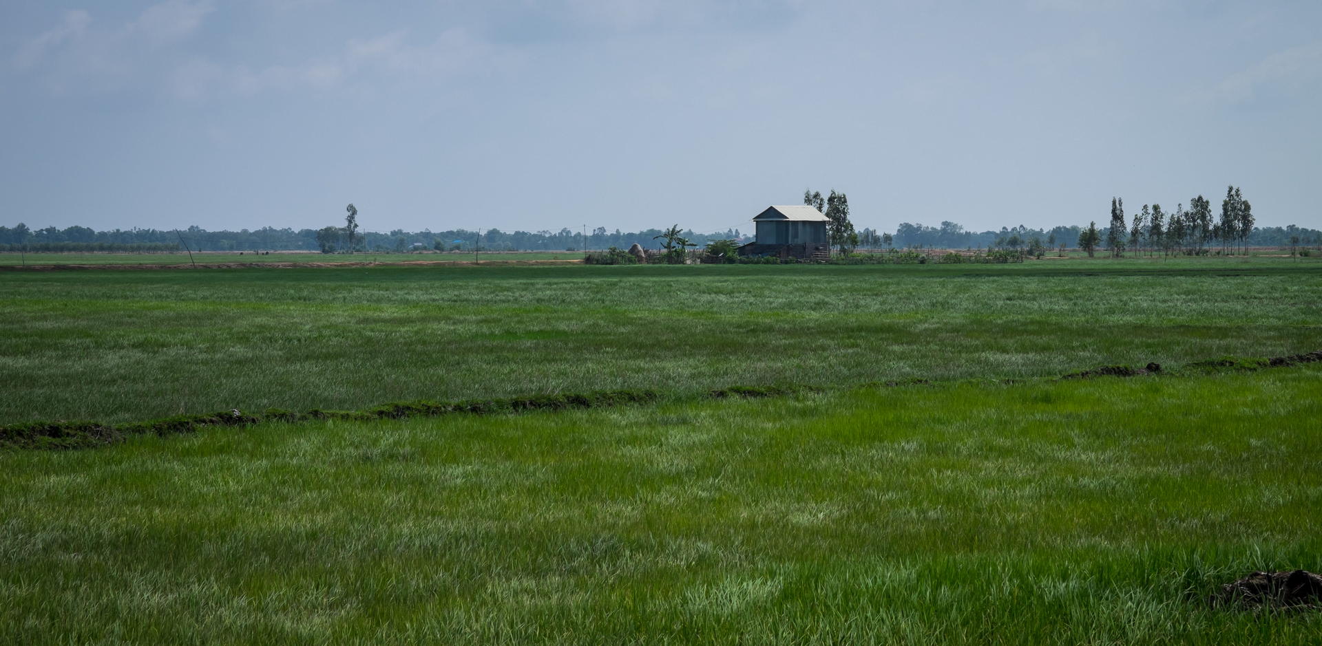 A farmer's house in the middle of the rice-fields.