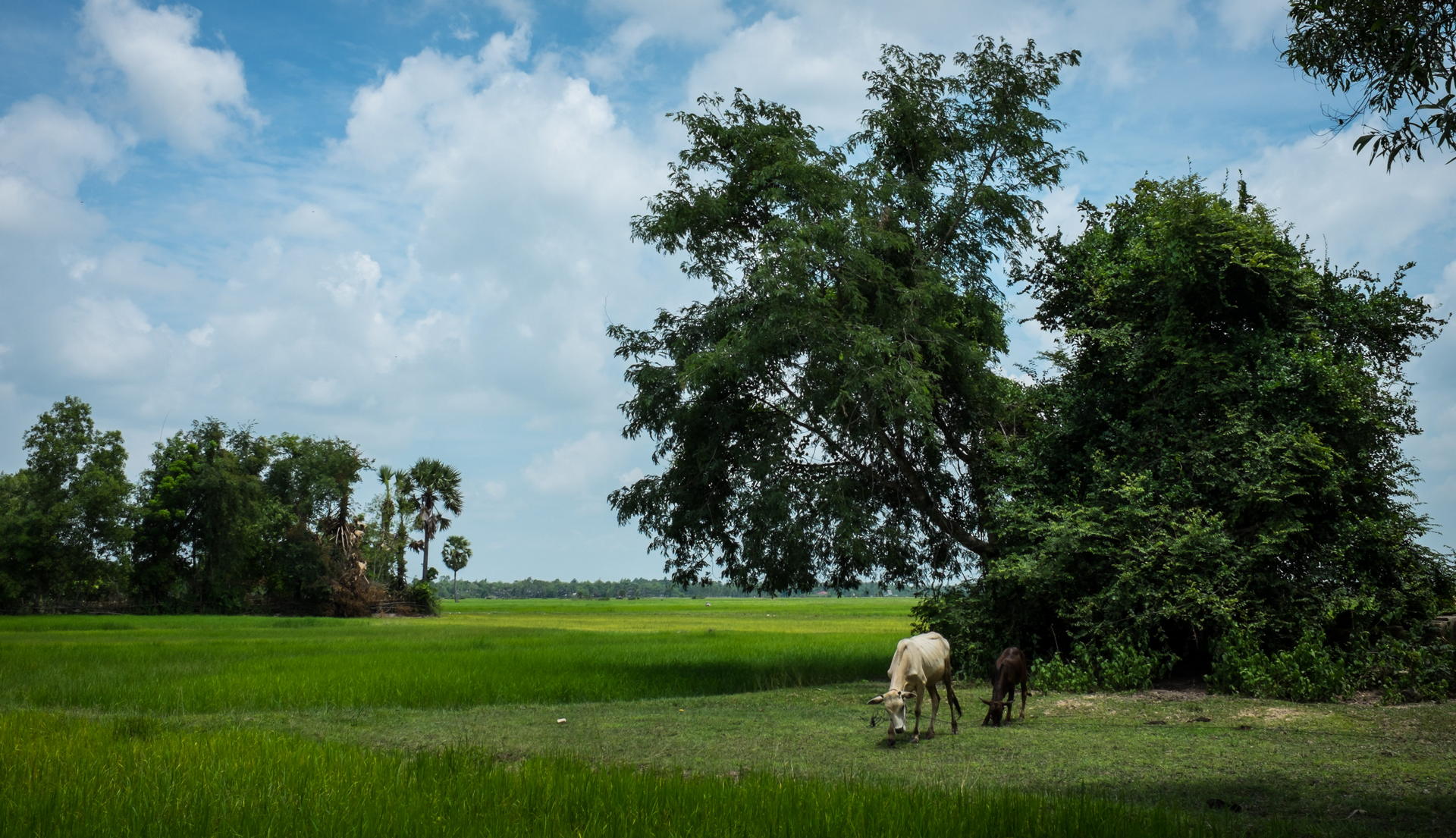 Along the roadside.
